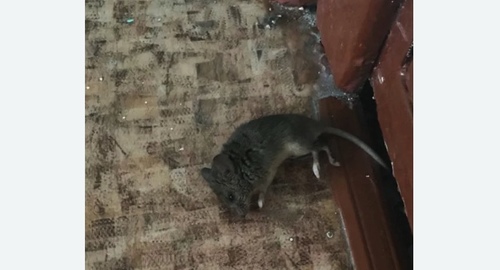 Дезинфекция от мышей в Алексеевском районе Москвы