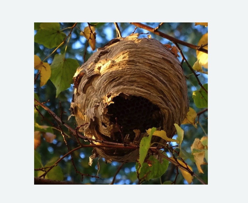 Обработка от шершней в Алексеевском районе Москвы