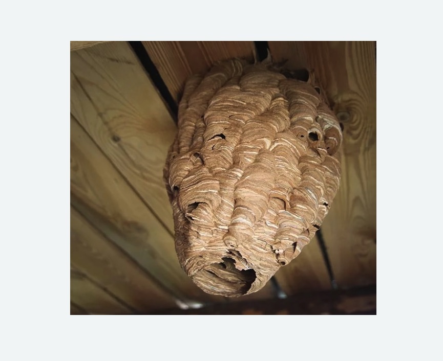 обработка от шершней в Алексеевском районе Москвы