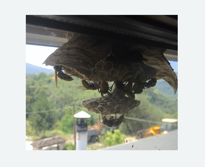 Уничтожение гнёзд шершней в Алексеевском районе Москвы