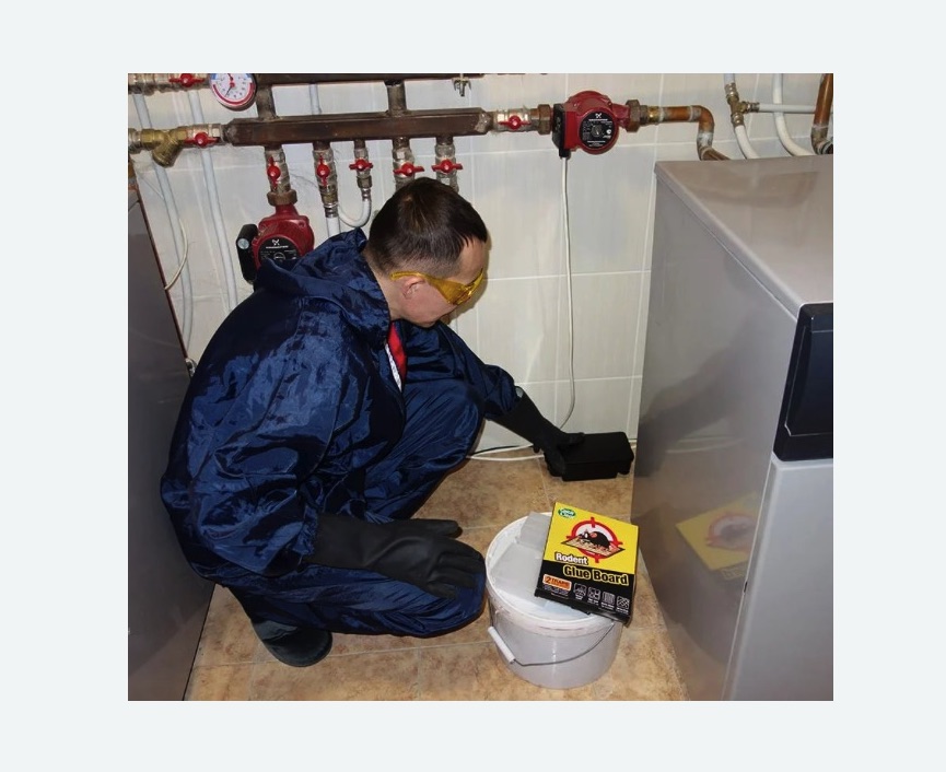 Уничтожение крыс в Алексеевском районе Москвы