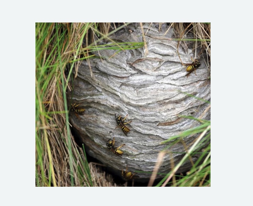 Уничтожение ос и ульев в Алексеевском районе Москвы